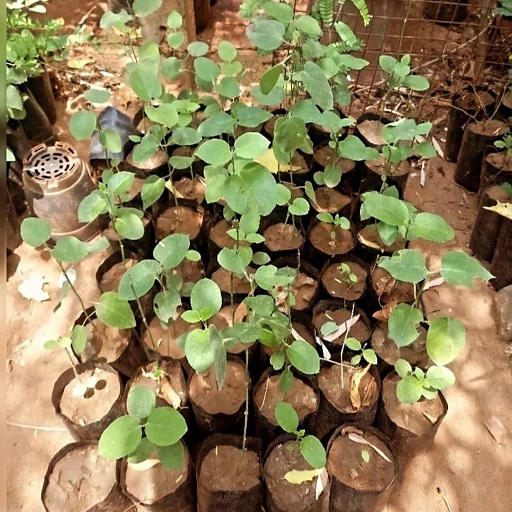 Natural  Dodi / Jivantika Live Plant